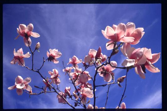 Magnolias near Lincoln High School, 2000