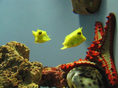 While not OUR cowfish, our new cowfish looks like this (originally uploaded by <a href=