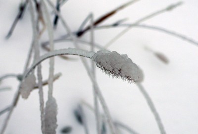 Grass, probably dead now.