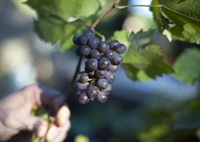 Petite bunches of Pinot gris ripe for the picking.